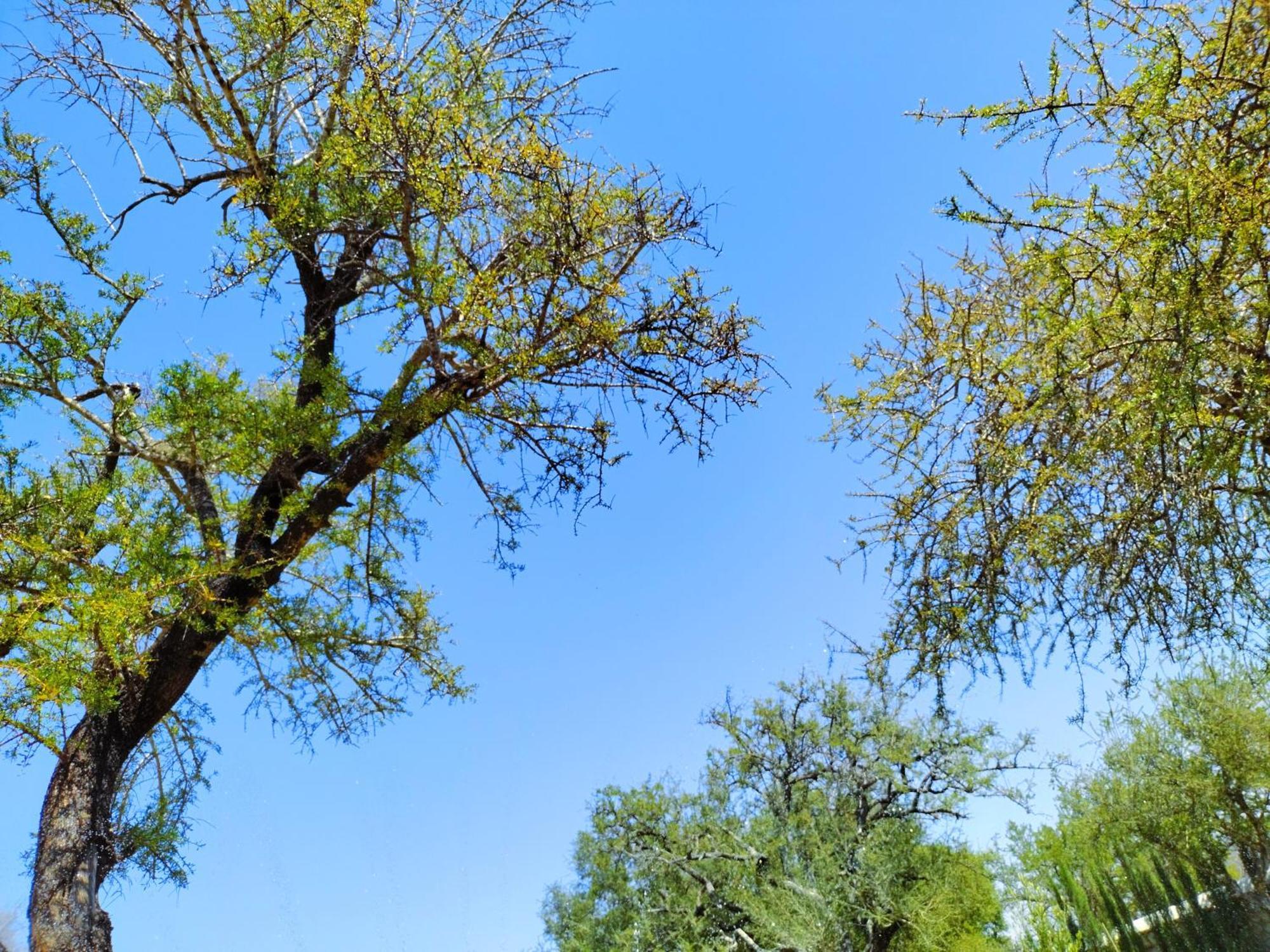 Villa Iyad Εσαουίρα Εξωτερικό φωτογραφία